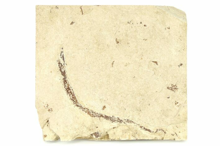 Fossil Pipefish (Syngnathus) - California #294279